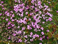 Silene acaulis 82, Saxifraga-Hans Grotenhuis
