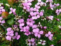 Silene acaulis 83, Saxifraga-Hans Grotenhuis