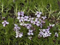 Silene acaulis 84, Saxifraga-Willem van Kruijsbergen