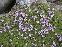 Silene acaulis 89, Saxifraga-Willem van Kruijsbergen