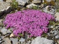 Silene acaulis 9, Saxifraga-Willem van Kruijsbergen