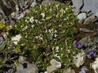 Silene acaulis forma alba 23, Saxifraga-Willem van Kruijsbergen