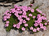 Silene acaulis ssp longiscapa 58, Saxifraga-Harry Jans