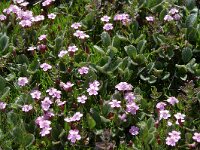 Silene acaulis ssp longiscapa 59, Saxifraga-Harry Jans