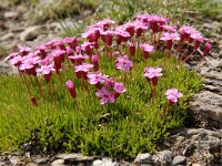 Silene acaulis ssp longiscapa 63, Saxifraga-Harry Jans