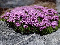 Silene auculis ssp exscapa 53, Saxifraga-Simone van Velzen