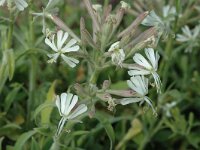Silene andryalifolia 2, Saxifraga-Jan van der Straaten