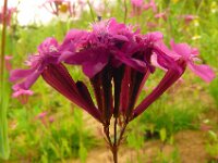 Silene armeria, Sweet William Catchfly