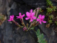 Silene armeria 17, Pekbloem, Saxifraga-Ed Stikvoort
