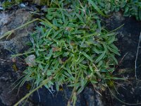 Silene ciliata 9, Saxifraga-Ed Stikvoort : pas Pandebano - Naranjo de Bulnes s9900