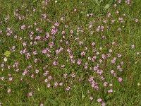Silene colorata 10, Saxifraga-Jan van der Straaten