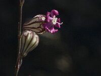 Silene colorata 11, Saxifraga-Jan van der Straaten
