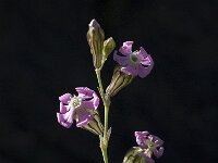 Silene colorata 12, Saxifraga-Willem van Kruijsbergen