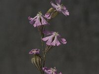 Silene colorata 13, Saxifraga-Jan van der Straaten