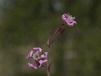 Silene colorata 14, Saxifraga-Willem van Kruijsbergen
