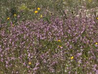 Silene colorata 15, Saxifraga-Willem van Kruijsbergen