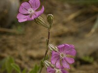Silene colorata 17, Saxifraga-Willem van Kruijsbergen