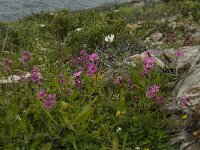 Silene colorata 18, Saxifraga-Jan van der Straaten