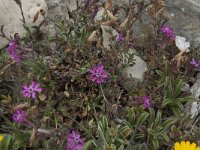 Silene colorata 19, Saxifraga-Willem van Kruijsbergen