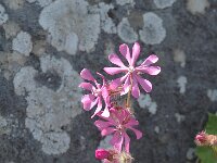 Silene colorata 2, Saxifraga-Jan van der Straaten