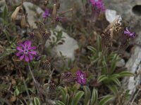 Silene colorata 20, Saxifraga-Willem van Kruijsbergen