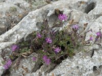 Silene colorata 21, Saxifraga-Willem van Kruijsbergen
