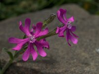 Silene colorata 24, Saxifraga-Willem van Kruijsbergen