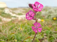 Silene colorata 25, Saxifraga-Ed Stikvoort