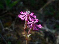 Silene colorata 26, Saxifraga-Ed Stikvoort