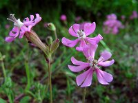 Silene colorata 27, Saxifraga-Ed Stikvoort