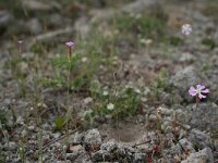 Silene colorata 28, Saxifraga-Dirk Hilbers