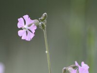 Silene colorata 29, Saxifraga-Dirk Hilbers