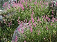 Silene colorata 3, Saxifraga-Jan van der Straaten