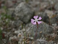 Silene colorata 30, Saxifraga-Dirk Hilbers