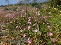 Silene colorata 31, Saxifraga-Peter Meininger