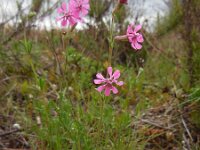 Silene colorata 32, Saxifraga-Ed Stikvoort