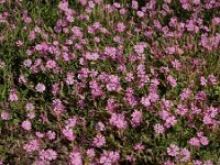 Silene colorata 33, Saxifraga-Ed Stikvoort