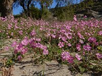 Silene colorata 34, Saxifraga-Ed Stikvoort