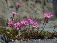 Silene colorata 35, Saxifraga-Ed Stikvoort