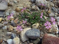 Silene colorata 36, Saxifraga-Ed Stikvoort