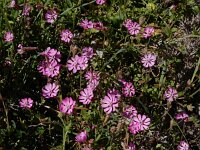 Silene colorata 37, Saxifraga-Ed Stikvoort