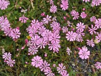 Silene colorata 38, Saxifraga-Harry Jans