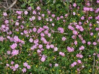 Silene colorata 39, Saxifraga-Harry Jans