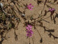 Silene colorata 4, Saxifraga-Jan van der Straaten