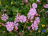 Silene colorata 40, Saxifraga-Harry Jans