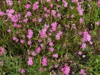 Silene colorata 45, Saxifraga-Hans Grotenhuis
