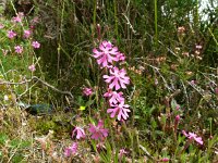Silene colorata 46, Saxifraga-Hans Grotenhuis