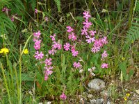 Silene colorata 47, Saxifraga-Hans Grotenhuis