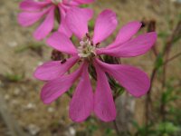 Silene colorata 5, Saxifraga-Rutger Barendse