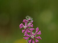 Silene colorata 6, Saxifraga-Dirk Hilbers